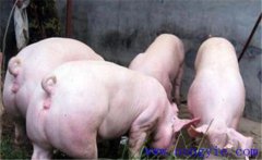 怎樣管理后備母豬？以下四點(diǎn)要把握好！