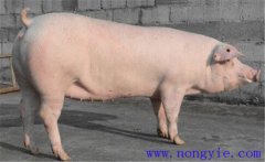 如何給子豬斷奶后的空懷母豬催情？