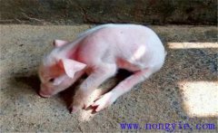 豬偽狂犬病的癥狀和診斷、防治方法