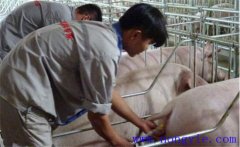 母豬子宮內膜炎的預防措施有哪些