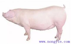 怎樣選擇后備母豬？挑選后備母豬的技術要點