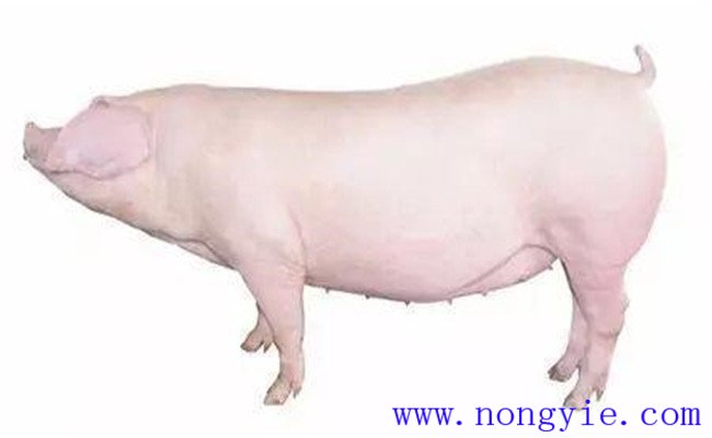 怎樣選擇后備母豬？挑選后備母豬的技術(shù)要點(diǎn)