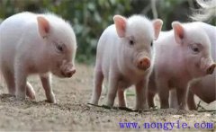 如何治療斷奶仔豬應(yīng)激性腹瀉，發(fā)病原因是什么