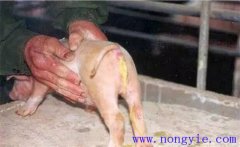 如何預(yù)防與治療仔豬紅痢、仔豬黃痢與仔豬白痢