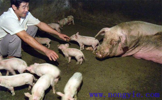 假死仔豬急救的十大方法，新生仔豬假死怎么辦