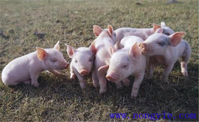 要注意做好防壓、保溫