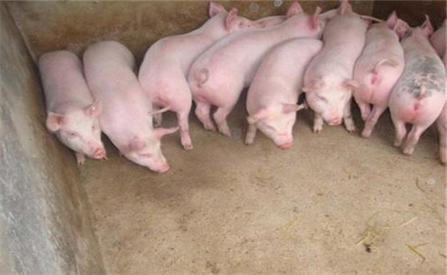 仔豬補(bǔ)料誘食的最佳時間