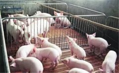 如何治療仔豬白?。恐胁菟幹委熦i白痢十大方法