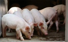 怎樣挑選仔豬，購買仔豬需要注意什么？