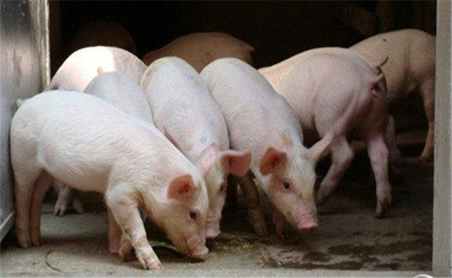 怎樣挑選仔豬，購買仔豬需要