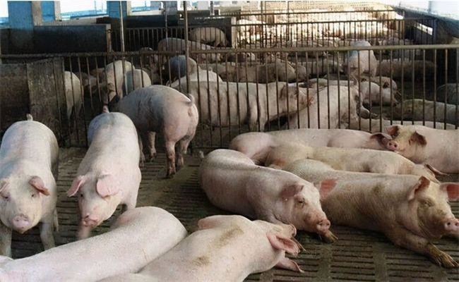 怎樣提高豬舍溫度，為仔豬提供干凈的圈舍環(huán)境