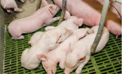 仔豬白痢的治療與預(yù)防，仔豬新生期下痢新療法