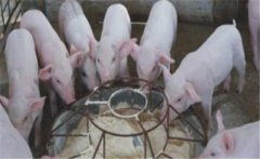 仔豬斷奶應(yīng)激如何預(yù)防，絕食仔豬怎樣進(jìn)行挽救