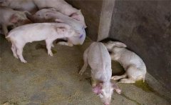 仔豬腹瀉原因是什么，仔豬腹瀉有哪些類型？