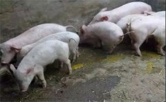秋冬季節(jié)仔豬下痢的主要原因是什么？