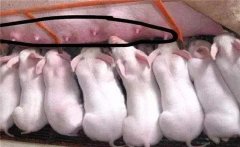 母豬產(chǎn)仔多乳頭少怎么辦？