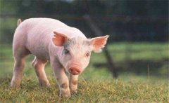 怎樣增加有益微生物菌群、保護(hù)仔豬腸道