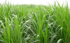 如何用牧草喂養(yǎng)畜禽？畜禽飼養(yǎng)中牧草的選用