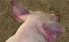 豬“藍耳病”是一種什么病，如何防治