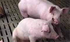 豬發(fā)生了高熱病如何進(jìn)行治療？