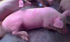 乳豬嘔吐是怎么回事？如何防治未斷奶乳豬嘔吐