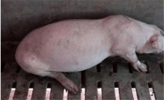 如何防治豬便秘？豬便秘的發(fā)病原因和主要癥狀