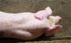 豬弓形蟲病治療方法，治療豬弓形病的注意事項(xiàng)