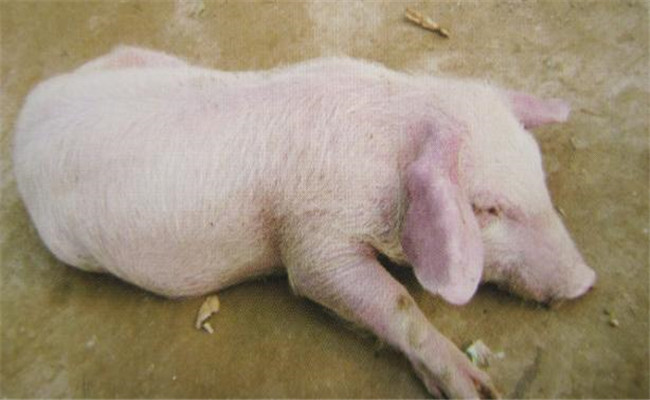 豬弓形蟲(chóng)病的預(yù)防措施