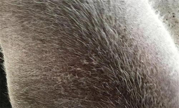 豬疥螨病如何治療