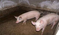 豬破傷風(fēng)的癥狀表現(xiàn)有哪些，怎樣防治豬破傷風(fēng)