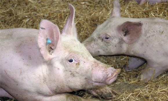 豬瘟的分類(lèi)