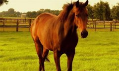 馬、驢、騾子的區(qū)別