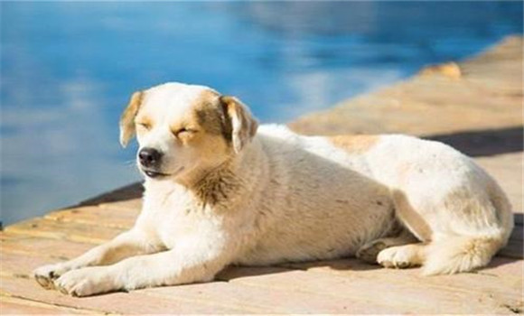 怎樣養(yǎng)好老齡犬，養(yǎng)殖老齡犬應(yīng)注意哪些問題