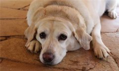 母狗異常發(fā)情有哪種類(lèi)，應(yīng)如何處理？