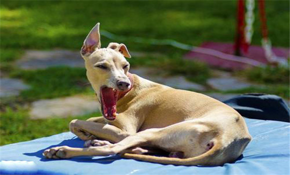 合理配置、增加狗的營(yíng)養(yǎng)水平