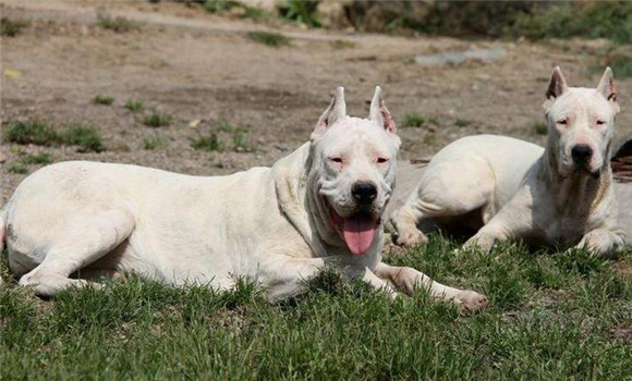 盡量不要購(gòu)買成年犬