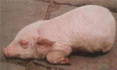 豬水腫、鏈球菌、偽狂犬的鑒別診斷及防治方法