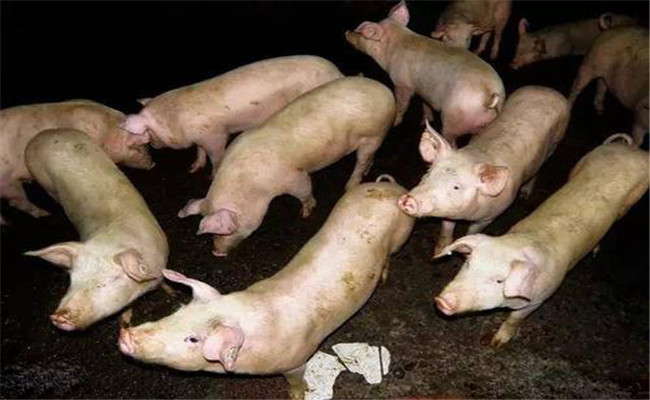 怎樣用蚯蚓喂豬、喂雞、喂鴨的方法