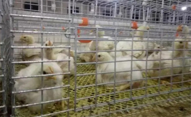 堅持隔離飼養(yǎng)，加強家禽保健與疾病防治