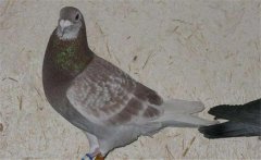 鴿副傷寒的臨床癥狀有哪些，如何治療鴿子副傷