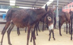 肉驢都有什么好品種？肉驢養(yǎng)殖技術(shù)的四個(gè)要點(diǎn)