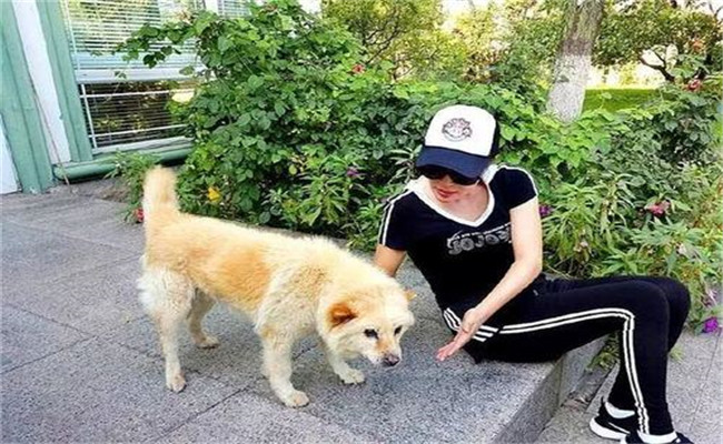 怎樣喂養(yǎng)妊娠犬、哺乳犬