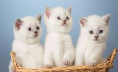 買貓需要注意哪些問(wèn)題,怎樣選擇理想的貓飼養(yǎng)
