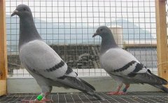 初次養(yǎng)鴿須知，購買鴿子需要注意哪些問題