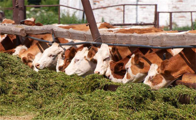 干、青切碎混合飼喂