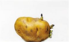 家禽馬鈴薯中毒的防治方法，以及如何預(yù)防？