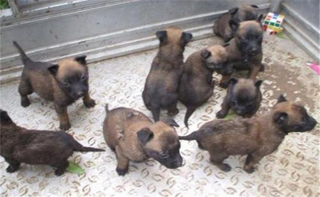 如何通過觀糞便、聽聲音辨析畜禽疾病