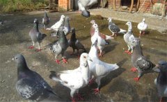 乳鴿怎樣喂養(yǎng)?乳鴿的飼養(yǎng)管理要做到六點(diǎn)