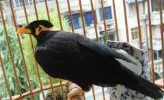 養(yǎng)鳥要注意什么？介紹鳥的衛(wèi)生要求及四季管理