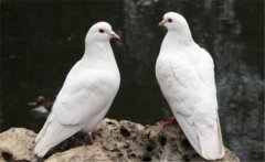 乳鴿如何人工灌喂催肥？乳鴿快速育肥方法